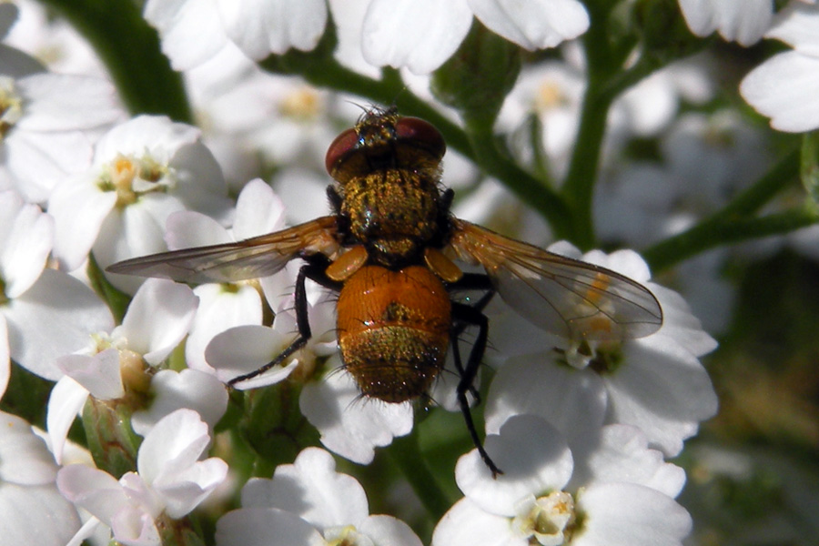 Tachinidae